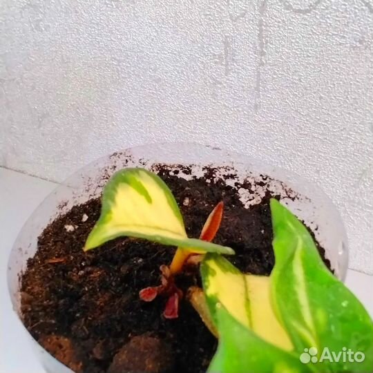 Хойя Карноза триколор