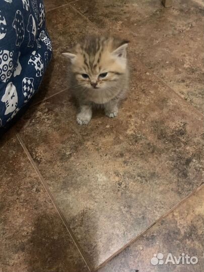 Шотландские прямоухие котята