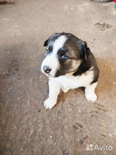 Собака в добрые руки щенок