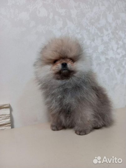 Померанский шпиц, девочка