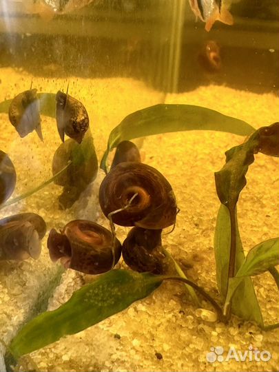 Улитки аквариумные бесплатно