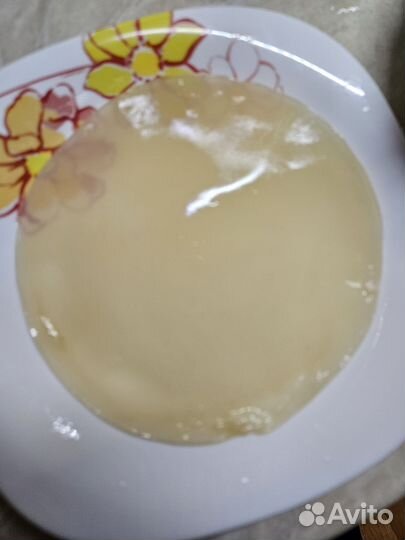 Чайный гриб (комбуча)