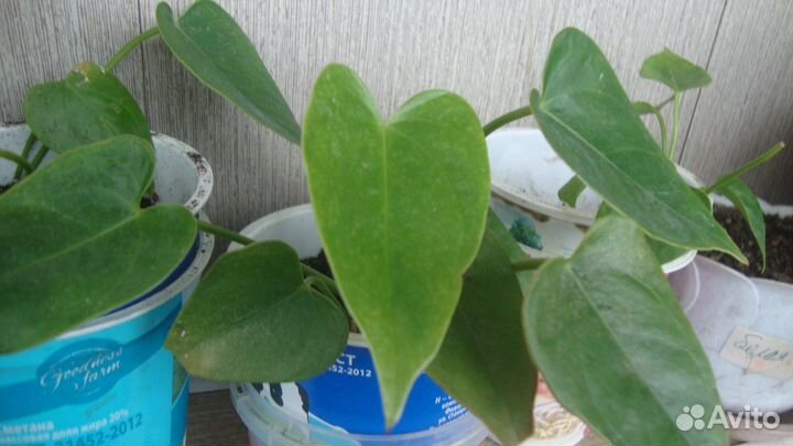 Домашние цветы