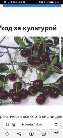 Вишня Свердловчанка