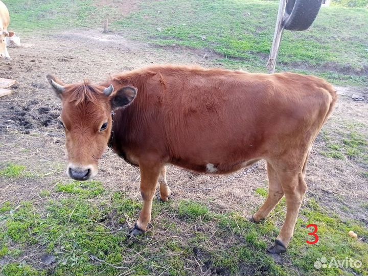 Продаем коров