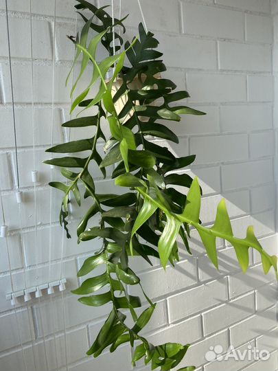 Эпифиллум марниера бронь Маркус