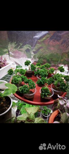 Пеларгония