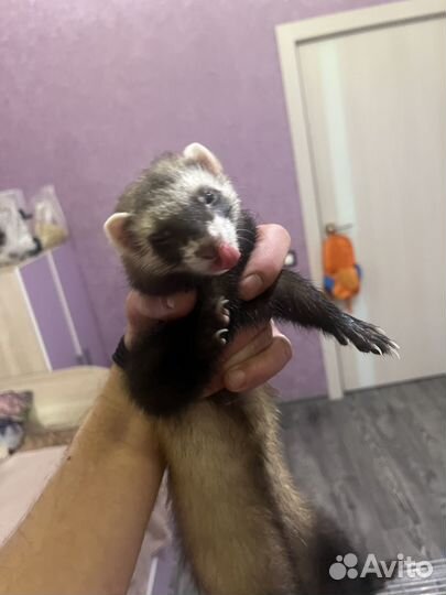 Домашний хорек