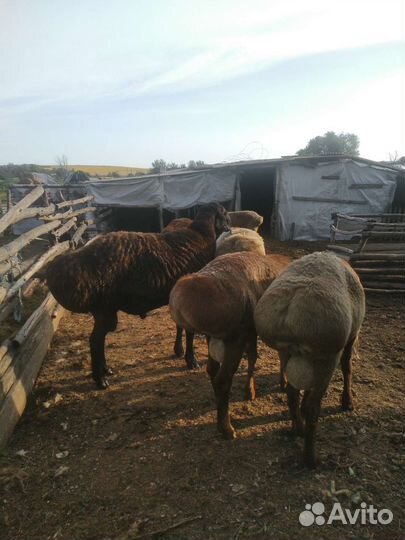 Бараны гиссарские на племя