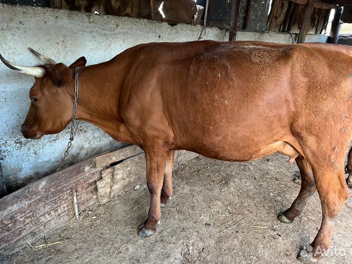 Коровы дойные молочные
