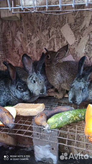 Продам кролика