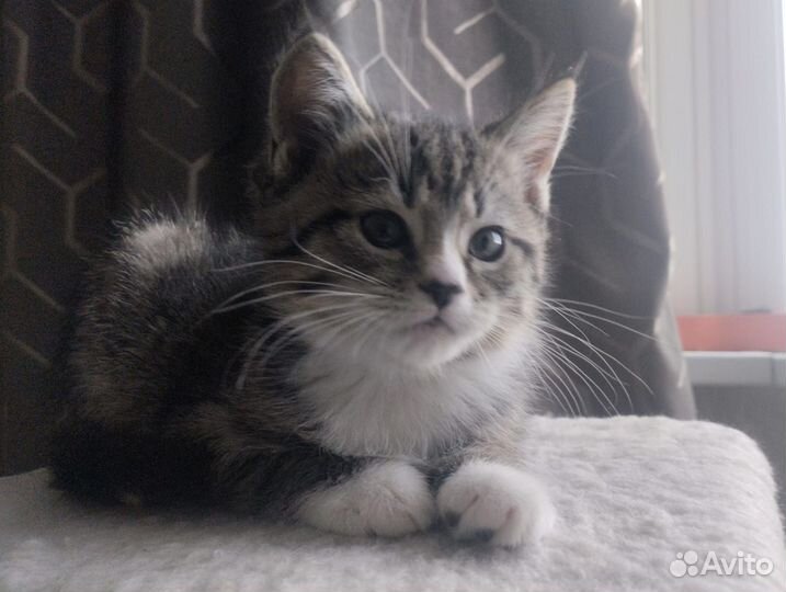 Тигровый табби