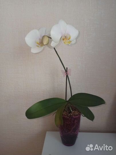 Орхидея фаленопсис