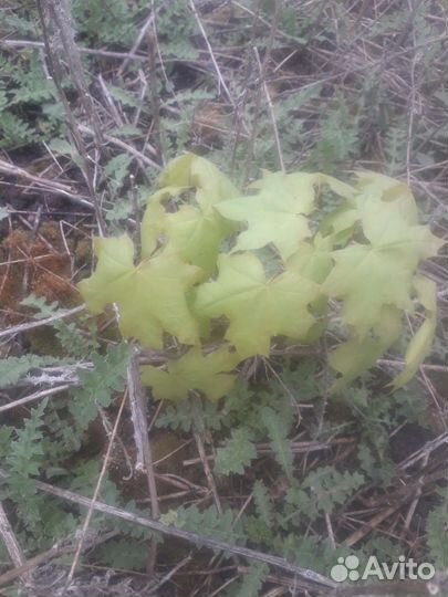 Каштан саженцы,клен,калина,слива