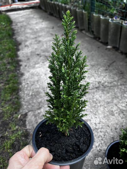 Кипарисовик лавсона