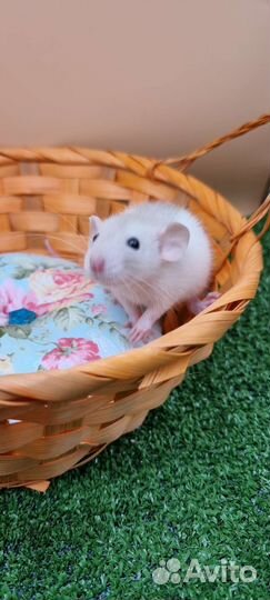 Крыса крысята дамбо девил хаски питомник