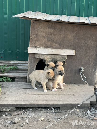 Щенки бесплатно