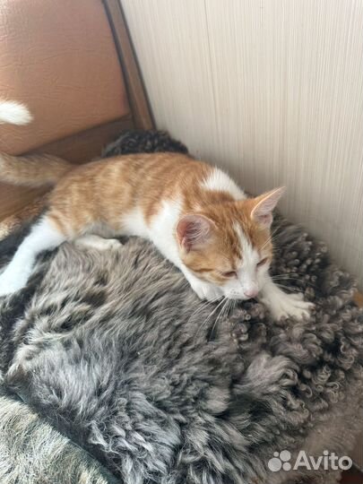 Котик в добрые руки