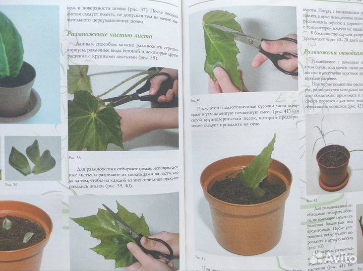 Комнатные растения Бурлуцкая