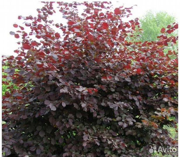 Саженцы орех грецкий и фундук