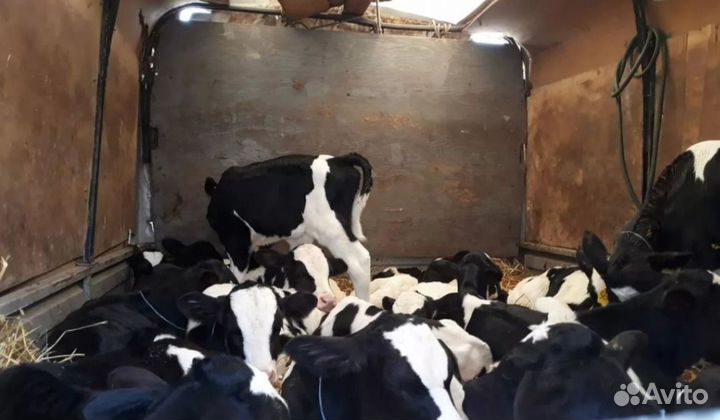 Бычки на откорм