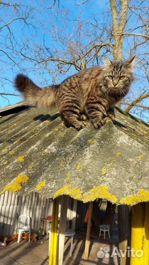 Котята в добрые руки бесплатно