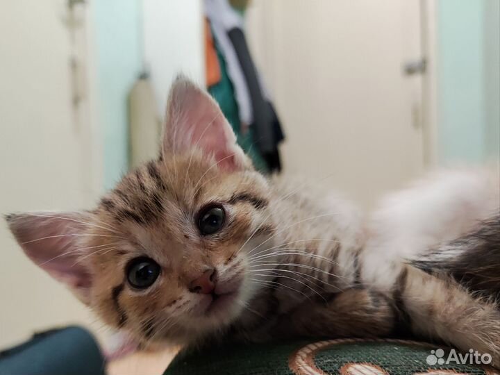 Котята девочки 1,5 месяца