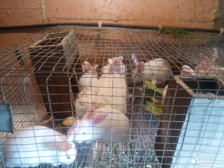 Белый паннон