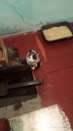 Котик 3мес