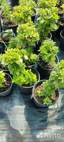 Хризантема Мультифлора