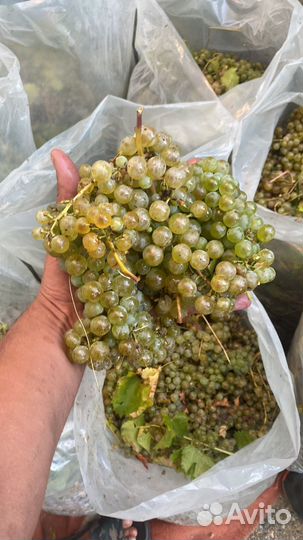 Продам виноград винных сортов