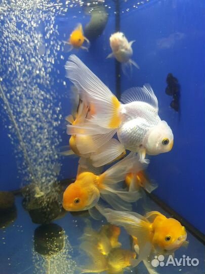 Аквариумные рыбки