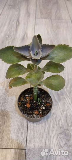 Кактусы и суккуленты