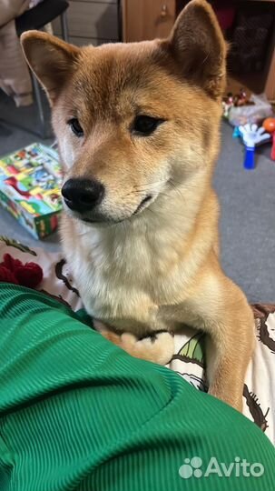 Собака сиба ину