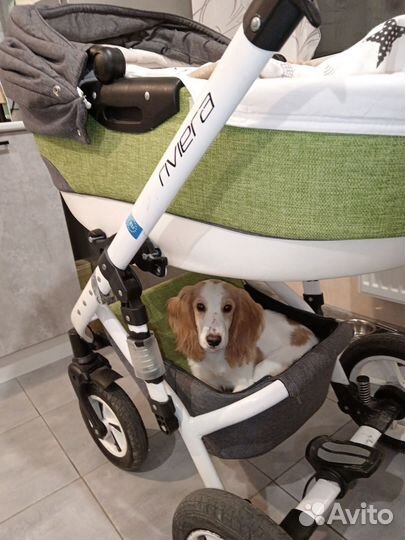 Кокер спаниель