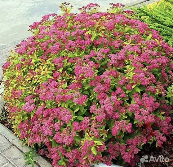 Растения для сада