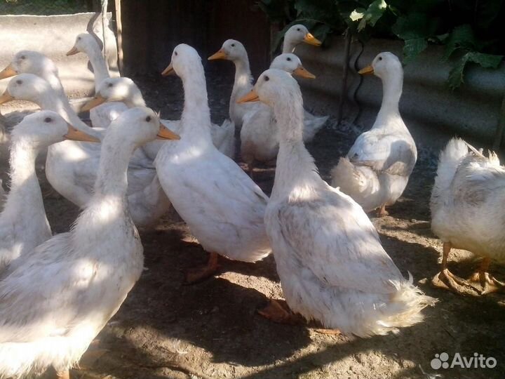 Утки бролерные агидель