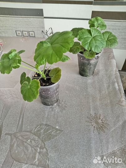 Пеларгония герань сортовая