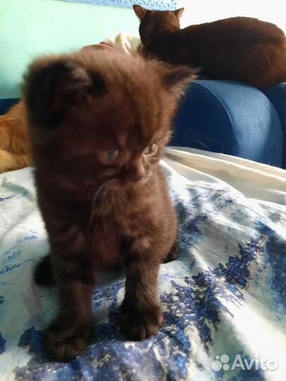 Продам котят