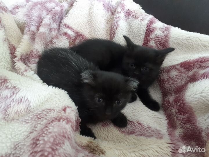 Отдам котят в добрые руки