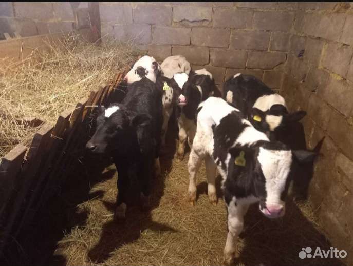 Телята бычки