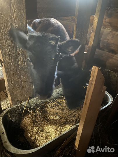 Телята телки