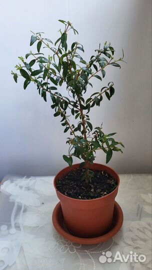 Комнатное растение мирт