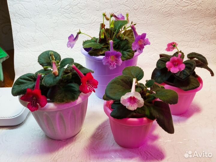 Минисиннингии