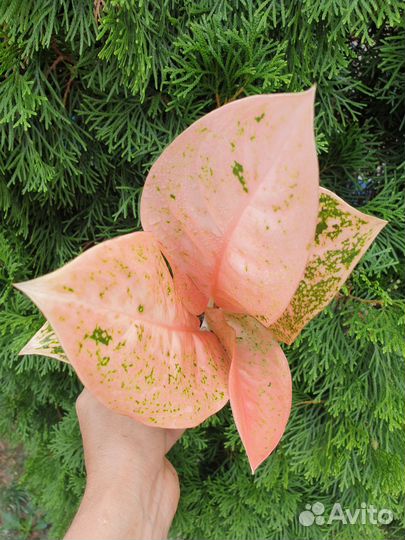 Aglaonema Тай