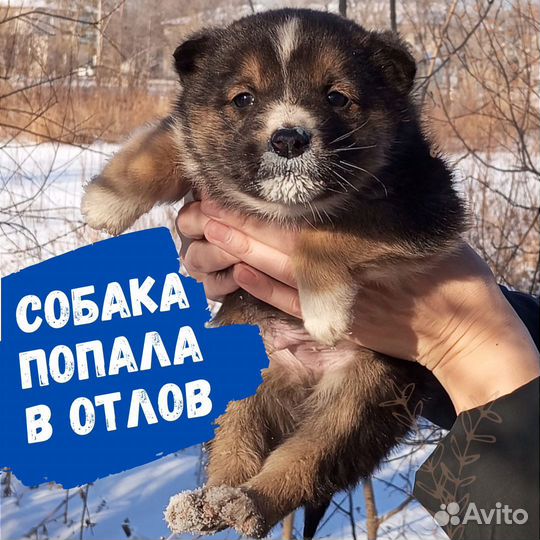 Собака попала в отлов