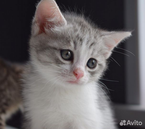 Котята отдам в добрые руки бесплатно