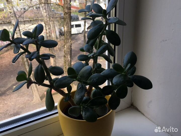 Отростки комнатных растений