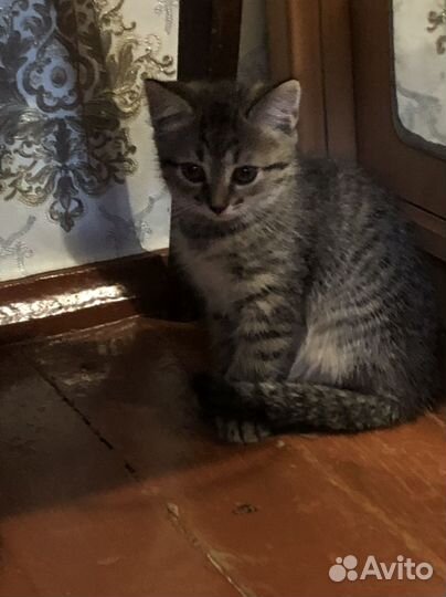 Кошка