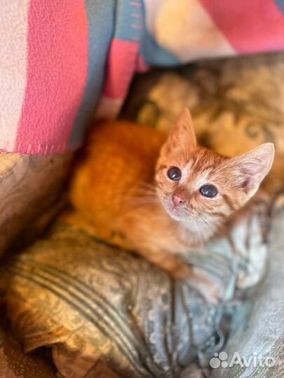 Котёнок 2,5 мес Мальчик Сладкий апельсинчик